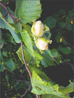 MSA CORYLUS AVELLANA 50 ML - Farmacia Bartoli