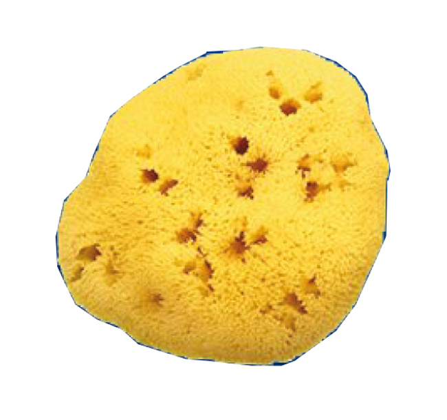 SPUGNA NATURALE FORI L 12/13CM 9 - Farmacia Bartoli